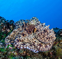 California two-spot octopus (Octopus bimaculoides) resting on reef, Socorro, Revillagigedo Islands, Mexico, Pacific Ocean.