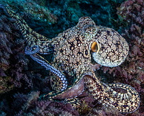 California two-spot octopus (Octopus bimaculoides) resting on reef, Socorro, Revillagigedo Islands, Mexico, Pacific Ocean.