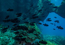 Black durgon (Melichthys niger) school swimming over reef, Big Island, Hawaii, Pacific Ocean.