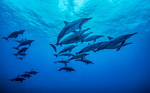 Hawaiian spinner dolphin (Stenella longirostris longirostris) pod, swimming close to surface, Kona, Hawaii, Pacific Ocean.