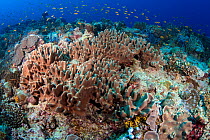 RF - Coral reef scene, Ari Atoll, Maldives, Indian Ocean. (This image may be licensed either as rights managed or royalty free.)