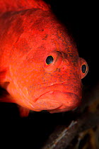 RF - Coral grouper (Cephalopholis urodeta) portrait, Maldives, Indian Ocean. (This image may be licensed either as rights managed or royalty free.)