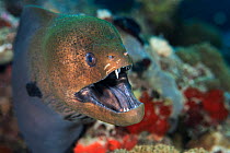 RF - Yellowmargin moray (Gymnothorax flavimarginatus) with mouth open displaying aggression, Maldives, Indian Ocean. (This image may be licensed either as rights managed or royalty free.)