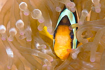 RF - Yellowtail clownfish (Amphiprion clarkii) sheltering in its Sea anemone (Actiniaria), Maldives, Indian Ocean. (This image may be licensed either as rights managed or royalty free.)