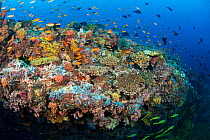 RF - Coral reef scene, Ari Atoll, Maldives, Indian Ocean. (This image may be licensed either as rights managed or royalty free.)