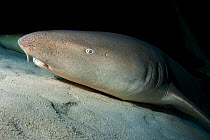RF - Nurse shark (Nebrius ferrugineus) resting on seabed at night, Maldives, Indian Ocean. (This image may be licensed either as rights managed or royalty free.)