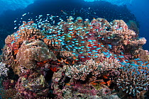 Coral reef scene, Ari Atoll, Maldives, Indian Ocean.