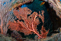 Gorgonian fan coral (Subergorgia mollis) on coral reef, Ari Atoll, Maldives, Indian Ocean.