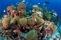 Palythoa covered coral reef and various species of reef fish, Ari Atoll, Maldives, Indian Ocean.