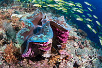 Giant clam (Tridacna gigas) on coral reef with shoal of fish swimming by in background, Ari Atoll, Maldives, Indian Ocean.