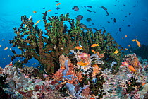 Stony cup coral (Dendrophyllia sp.) surrounded by various reef fish on coral reef, Ari Atoll, Maldives, Indian Ocean.