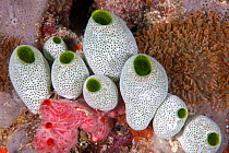 Green barrel sea squirts (Didemnum molle) on coral reef, Ari Atoll, Maldives, Indian Ocean.
