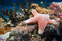 Granulated sea star (Choriaster granulatus) resting on coral reef, Ari Atoll, Maldives, Indian Ocean.
