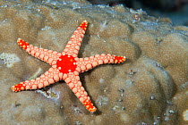 Necklace starfish (Fromia monilis) resting on coral reef, Ari Atoll, Maldives, Indian Ocean.