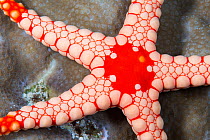 Necklace starfish (Fromia monilis) portrait, Ari Atoll, Maldives, Indian Ocean.