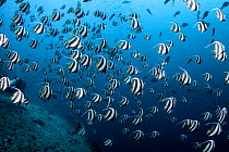 Pennant coralfish (Heniochus acuminatus) shoal, Maldives, Indian Ocean.