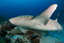 Two Nurse sharks (Nebrius ferrugineus) swimming over coral reef and seabed, Maldives, Indian Ocean.