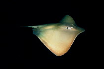 Pink whipray (Pateobatis fai) swimming in open ocean, Male Atoll. Maldives, Indian Ocean.
