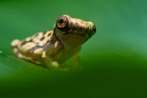 Hourglass treefrog (Dendropsophus ebraccatus) juvenile, portrait, Limon, Costa Rica.