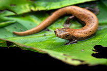 Camron climbing salamander (Bolitoglossa lignicolor) resting on a leaf, Osa Peninsula, Costa Rica.