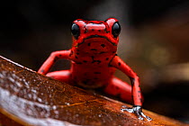 Strawberry poison dart frog (Oophaga pumilio) resting on damp leaf, Limon, Costa Rica.