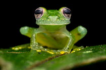 Chiriqui glassfrog (Teratohyla pulverata) sitting on a leaf, portrait, Osa Peninsula, Costa Rica.
