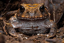 Rugose robber frog (Craugastor rugosus) portrait, Osa Peninsula, Costa Rica.