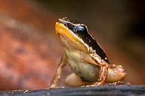 Talamanca rocket frog (Allobates talamancae) portrait, Osa Peninsula, Costa Rica.