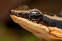 Talamanca rocket frog (Allobates talamancae) head portrait,  Osa Peninsula, Costa Rica.