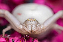 Golden rod crab spider (Misumena vatia) female, portrait, Lucerne, Switzerland. June. Focus stacked image.