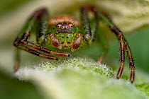 Green crab spider (Diaea dorsata) male, portrait, Lucerne, Switzerland. March. Focus stacked image.