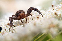 Crab spider (Bassaniodes robustus) female, crawling on a flower, Lucerne, Switzerland. August.