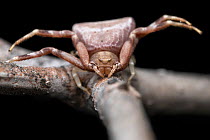 Crab spider (Pistius truncatus) female, portrait, Ticino, Switzerland. July.