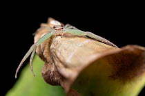 Crab spider (Runcinia sp.) female, resting on a dried leaf,  Ifakara, Tanzania.