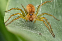 Raft spider (Dolomedes fimbriatus) female, resting on leaf, Lucerne, Switzerland. July. Focus stacked image.