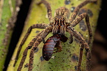 Fishing spider (Cupiennius coccineus) feeding on insect prey, Osa Peninsula, Costa Rica.
