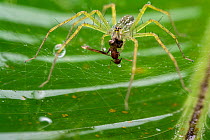 Fishing spider (Thaumasia sp.) female, feeding on insect prey caught in web, Osa Peninsula, Costa Rica. Focus stacked image.