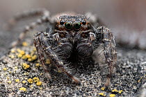 Jumping spider (Marpissa muscosa) male, portrait, Lucerne, Switzerland. May. Focus stacked image.
