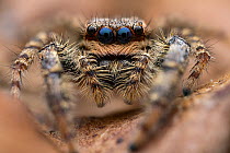 Jumping spider (Marpissa muscosa) female, portrait, Lucerne, Switzerland. Focus stacked image.