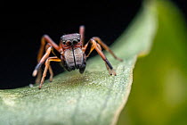 Ant-mimic jumping spider (Saitis barbipes) male, crawling on a leaf, San Jose, Costa Rica.