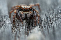 Jumping spider (Pseudeuophrys lanigera) male, portrait, Lucerne, Switzerland. August. Focus stacked image.