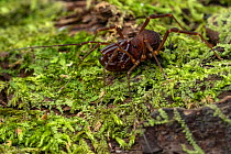 Harvestman (Stygnomma sp.) resting on moss, Osa Peninsula, Costa Rica.