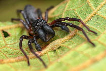 Corinnid sac spider (Corinnidae) male, resting on a leaf, Osa Peninsula, Costa Rica. Focus stacked image.