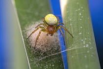 Cucumber spider (Araniella cucurbitina) female, guarding its egg sac, Lucerne, Switzerland. July.  Focus stacked image.