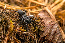 Purseweb spider (Atypus sp.) resting in leaf litter, Lucerne, Switzerland. June. Focus stacked image.