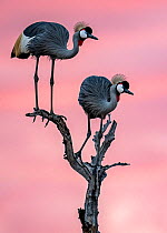 Two Black crowned-cranes (Balearica pavonina) perched on branch under a pink sky at dusk, Ruaha National Park, Tanzania.