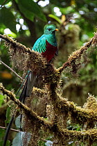 Resplendent quetzal (Pharomachrus mocinno) male, perched in lichen covered tree in cloud forest, Monteverde, Costa Rica.
