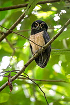 Spectacled owl (Pulsatrix perspicillata) perched on branch in rainforest, Osa Peninsula, Costa Rica.