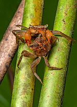 Two Sesarmid crabs (Armases angustum) fighting, Osa Peninsula, Costa Rica. Focus stacked Image.