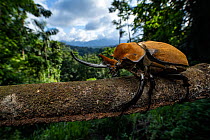 Elephant beetle (Megasoma elephas) resting on branch, Limon, Costa Rica.